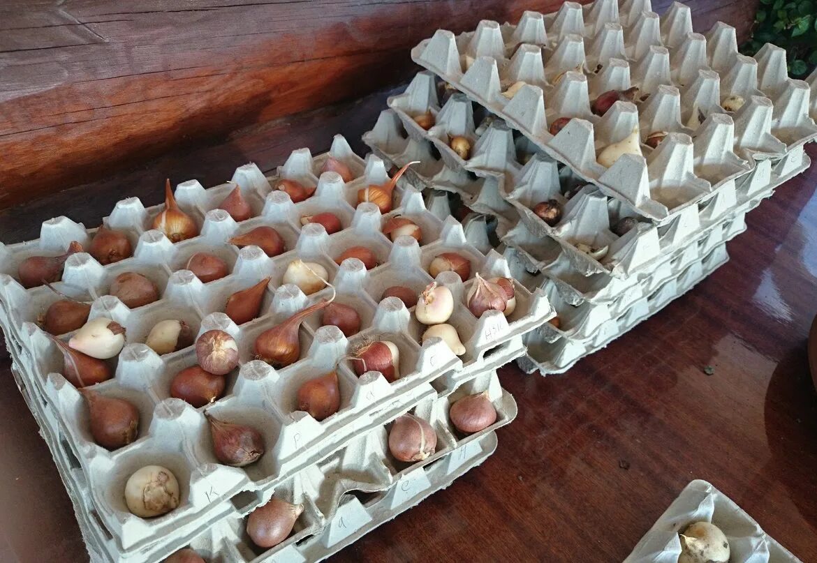 Тюльпаны в яичных ячейках. Ящик для хранения луковиц тюльпанов. Тюльпаны в яичных лотках. Посадка тюльпанов в лотки для яиц. Как сохранить луковицы тюльпанов до посадки весной