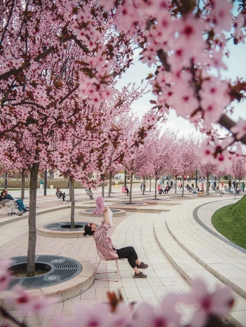 Розовые деревья в краснодаре. Парк Галицкого в Краснодаре весной. Парк Галицкого в Краснодаре Сакура. Парк Галицкого в Краснодаре 2022. Галинский парк в Краснодаре.