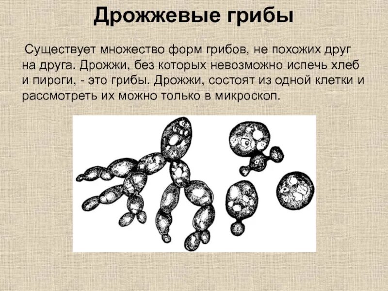 Каково значение дрожжей в жизни человека назовите. Одноклеточные дрожжевые грибы. Дрожжи одноклеточные грибы 5 класс. Дрожжевые грибы биология. Дрожжи грибы биология.