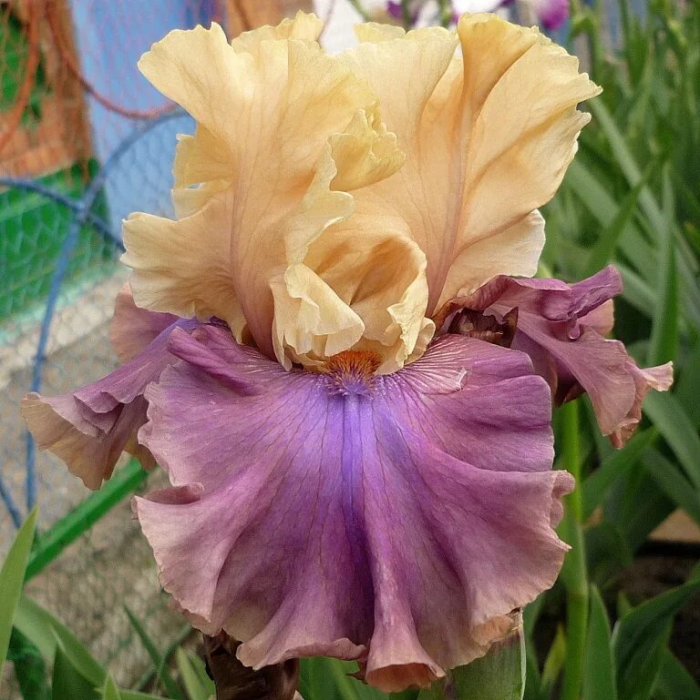 ирис шоу. ирис сорт шоу ё калорз. ирис fly your colors. ирис шоу. ирис бородатый бейберри кэндл.