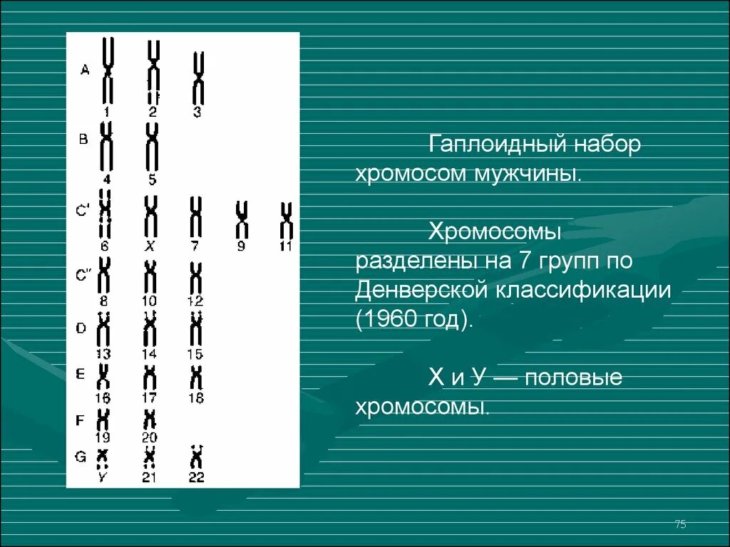 Диплоидный набор хромосом человека сколько. Одинарный гаплоидный набор хромосом это. Гаплоидный и диплоидный набор хромосом. Гаплоидный набор Хоромос. Шаплоидный набор хромомсо.