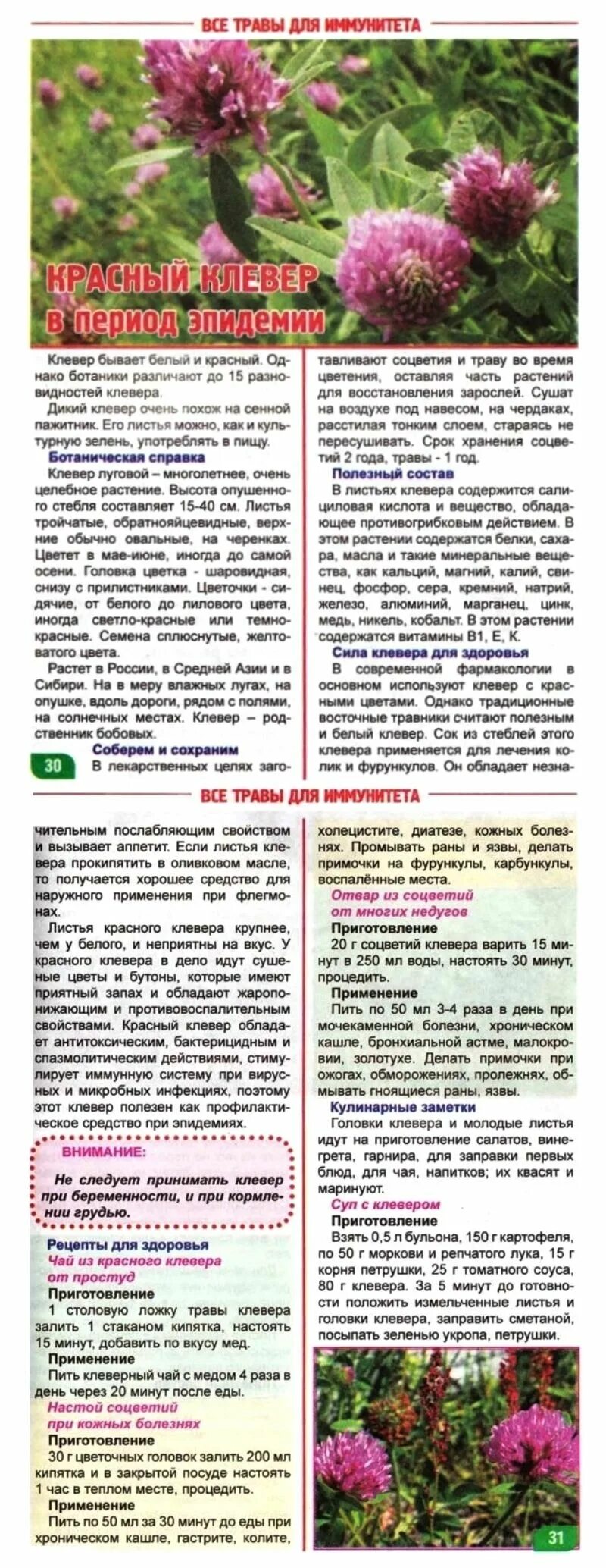 Рецепт настойки клевера. Целебные свойства клевера и применения. клевер инструкция. рецепт клевера. клевер луговой лекарственные свойства красный.