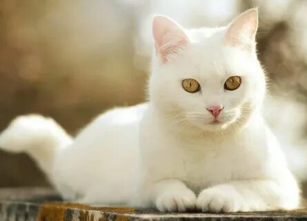 Красивая белая кошечка