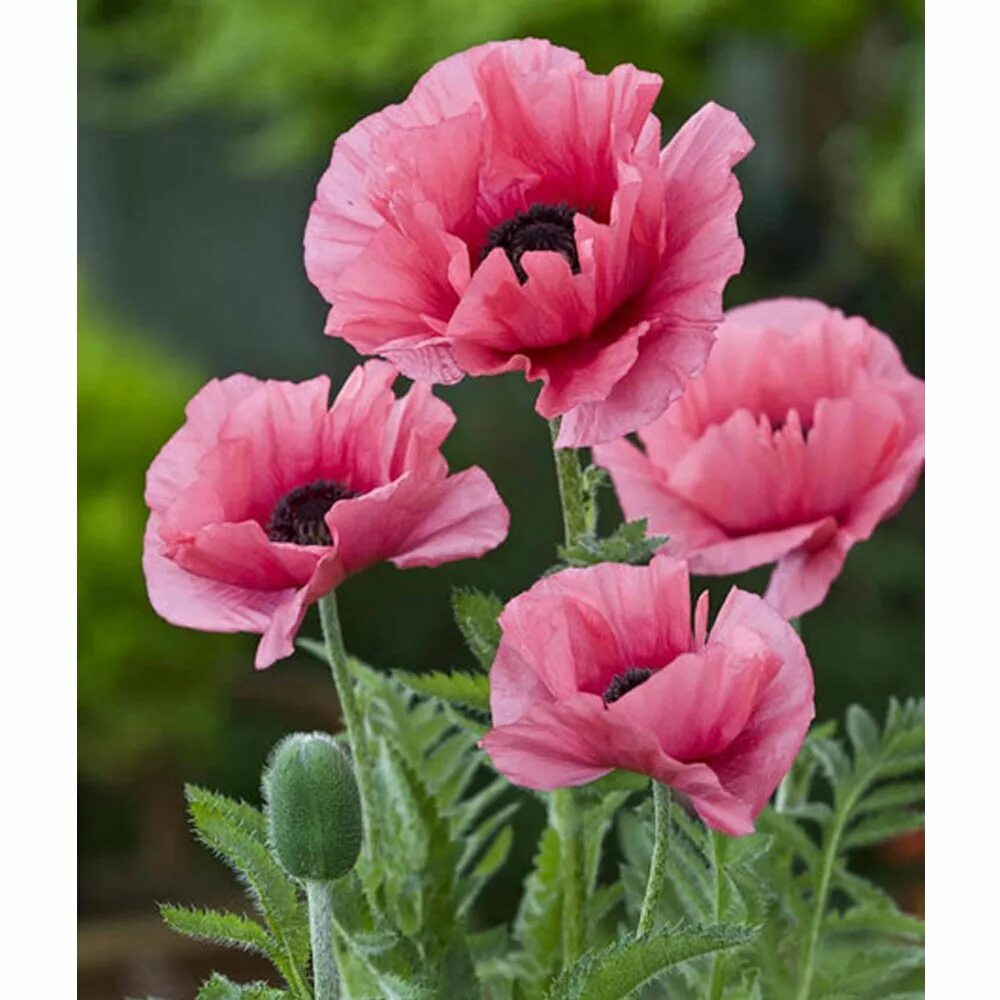 Тип мак. Мак восточный кинг конг. мак salmon glow. мак восточный харвест мун. мак papaver розовый.