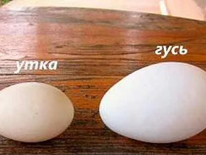 Чем отличается яйцо курицы