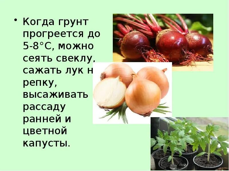 Вырастить лук на репку. Сажаем лук на репку. Как сажать лук на репку. Когда можно давать лук