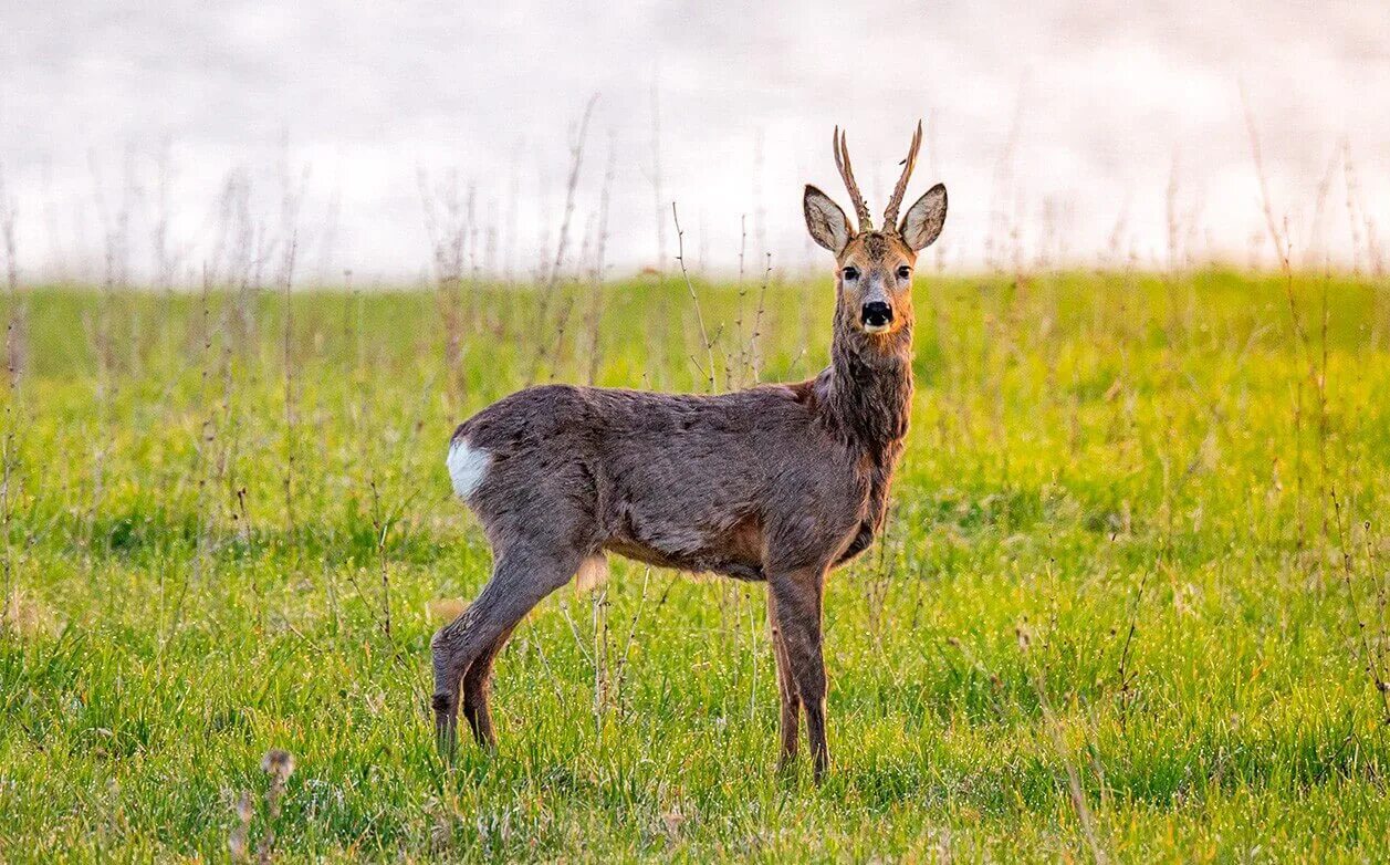 европейская косуля новгородская область. косуля самара. косуля башкирии косуля. косуля сибирская в самарской области. косуля самарская лука.