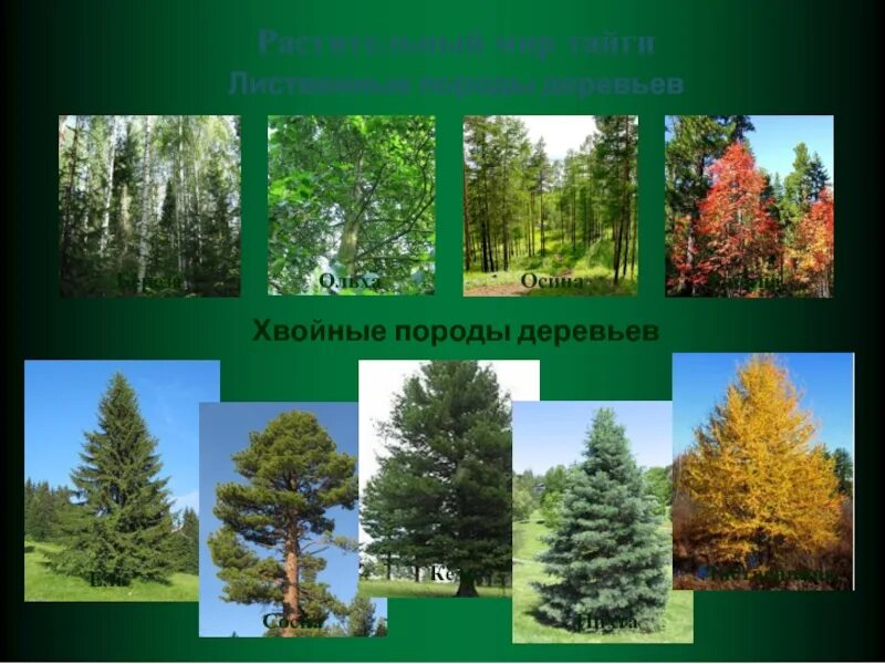 Хвойные породы россии. Тайга кедр, ель, сосна, пихта, лиственница, береза, ольха.. Лиственничная Тайга растительность. Хвойные деревья растущие в тайге. Хвойные деревья тайги.