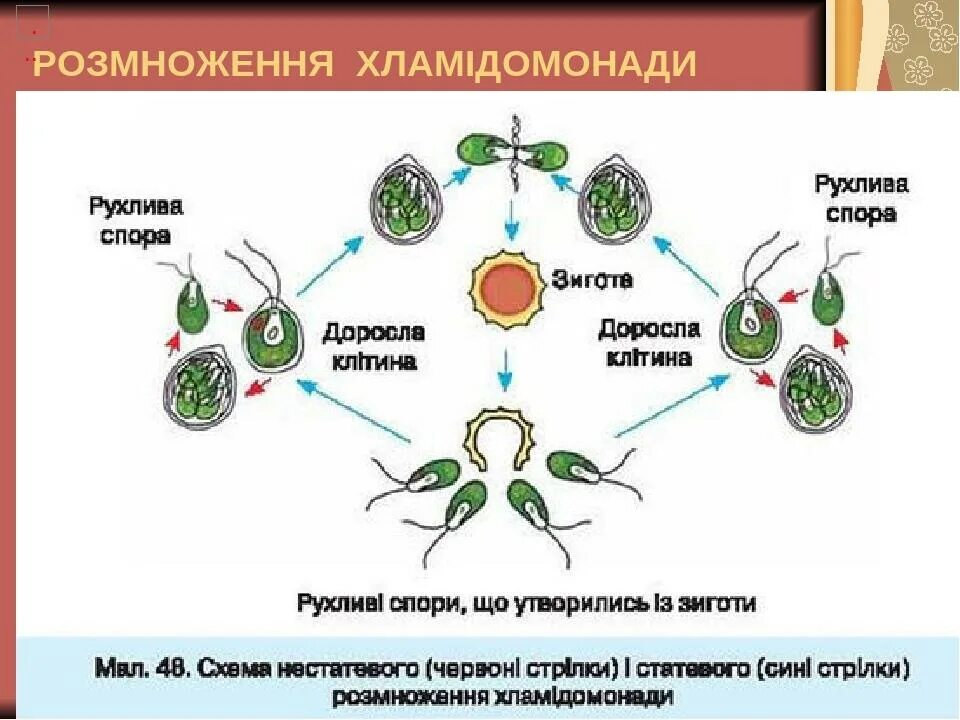 Размножение хламидомонады схема. Жизненный цикл водорослей хламидомонада. Жизненный цикл эвглены зеленой. Цикл развития хламидомонады схема. Мейоз хламидомонады