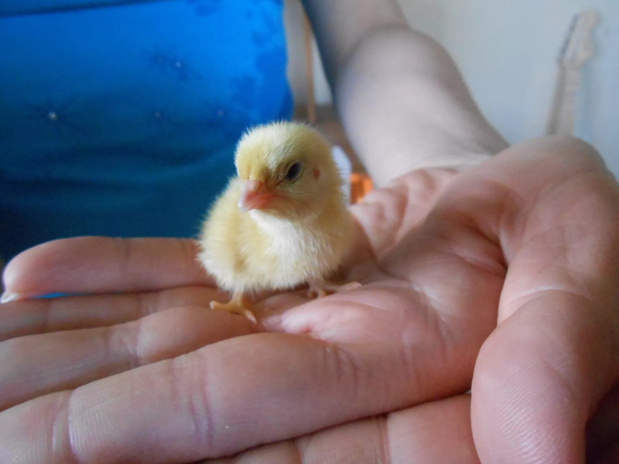 Chick 1