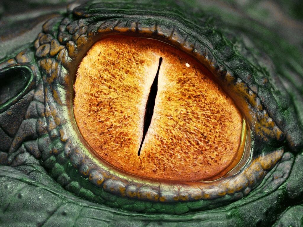 Dragon eye перевод. Глаз дракона. Глаз рептилии. Зрачок рептилии. Змеиные глаза.