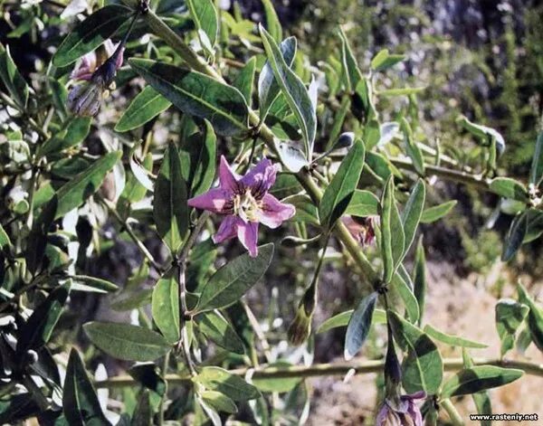 Годжи как цветет фото Goji Lycium Barbarum Pflanzen, Heilpflanzen, Giftpflanzen