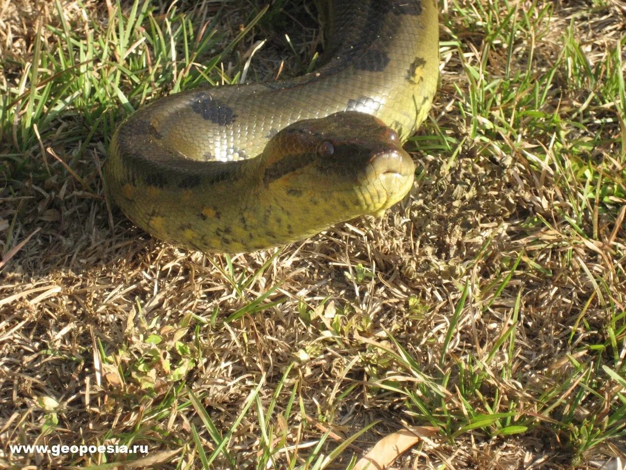 Болотная Анаконда. Анаконда змея. Самая большая змея в мире Анаконда Анаконда.