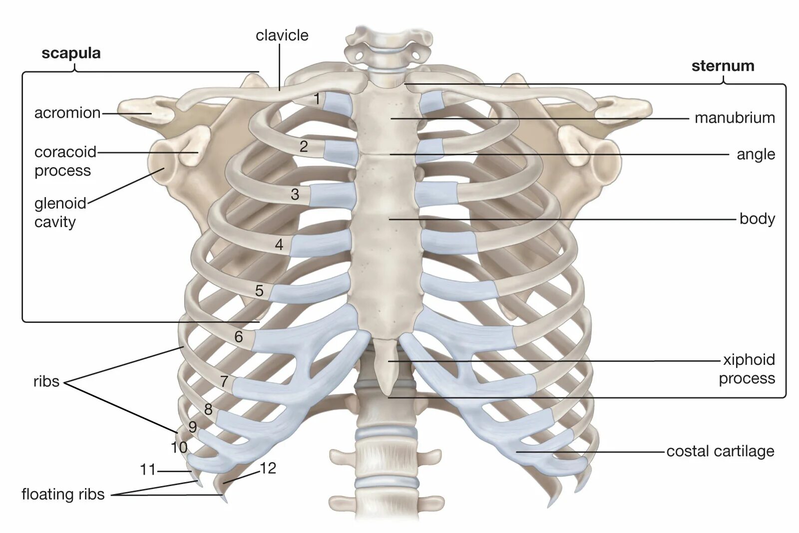 Сколько в ребре воды. Скелет грудной клетки Грудина. Грудная клетка анатомия 10 ребро. Структура скелета грудной клетки. Анатомия скелет грудной клетки ребра Грудина.