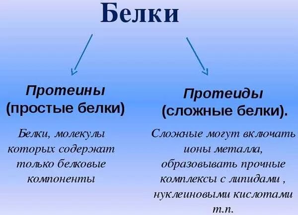 К протеинам относятся. Отличие простых и сложных белков. Простые белки и сложные белки. Сложные и простые белки разница. Простые и сложные белки примеры.