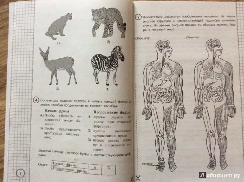 Решу впр 4 окружающий. ВПР окружающий мир Волкова Цитович. Волкова Цитович ВПР окружающий мир 4 класс. Окружающий мир 4 класс ВПР 2022 Волкова Цитович 4 вариант. ВПР окружающий мир 4 класс Волкова Цитович ответы.