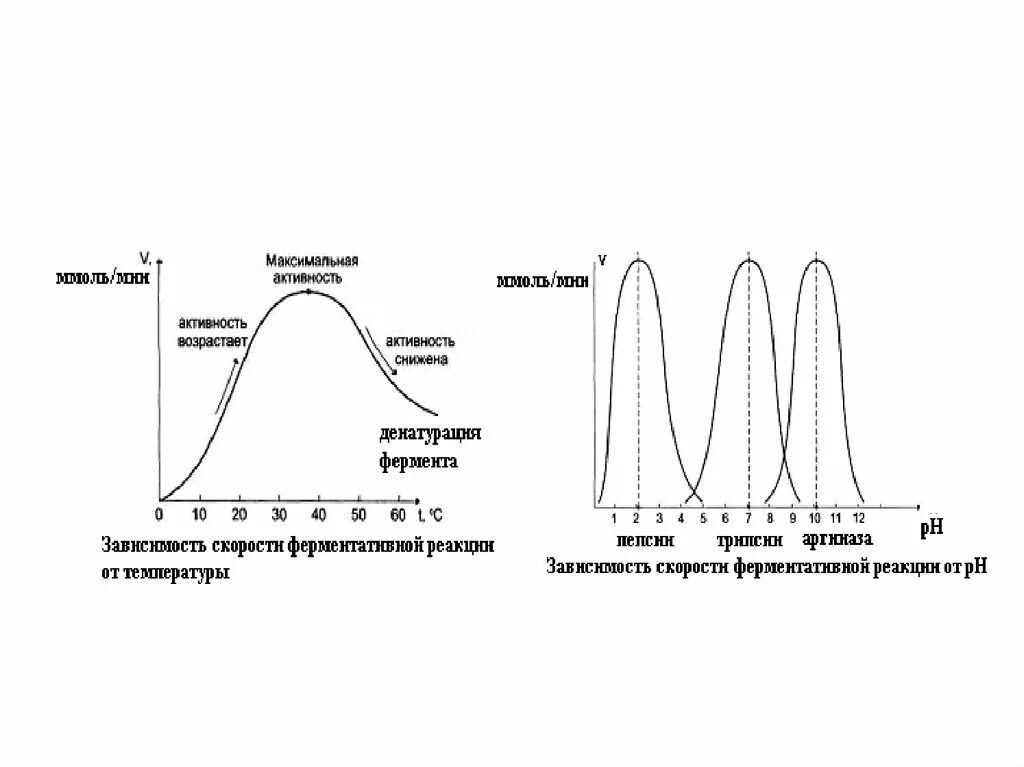 Потеря активности ферментов. График зависимости активности ферментов от РН. Зависимость скорости ферментативной реакции от PH среды. Зависимость скорости ферментативной реакции от РН среды. Зависимость скорости ферментативной реакции от РН среды Оптимум.