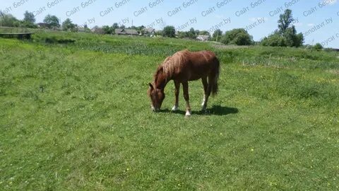 Куфар лошади гомельская область
