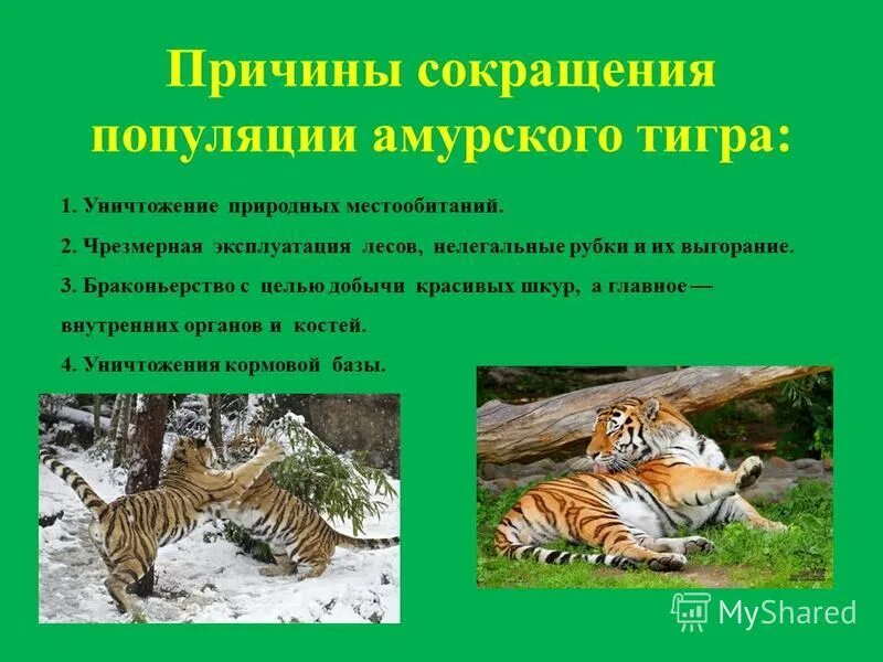 амурский тигр популяция. презентация на тему сохранение и популяция амурского тигра. необходимость сохранения популяции амурского тигра. характеристика структуры популяции амурского тигра. необходимость сохранения популяции амурского тигра.