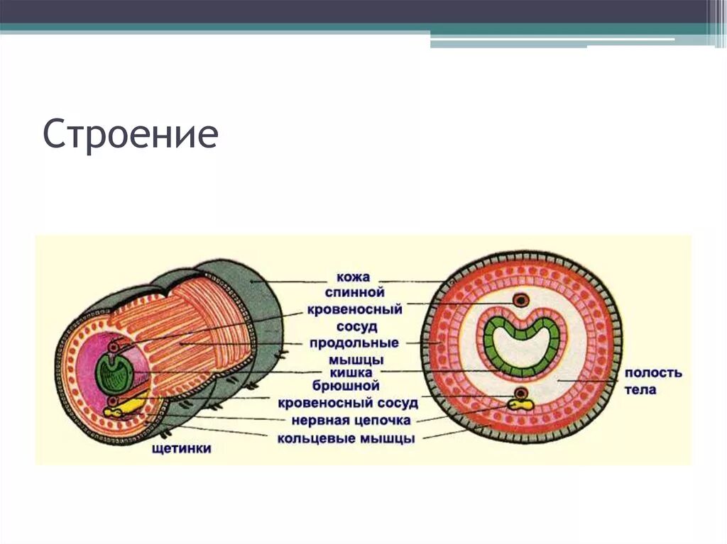 Строение кожно мускульного мешка у кольчатых червей. Строение кожно мускульного мешка круглых червей. Кожно мышечный мешок у круглых червей. Строение кожно-мускульного мешка кольчатого червя. Мускульный мешок круглых червей