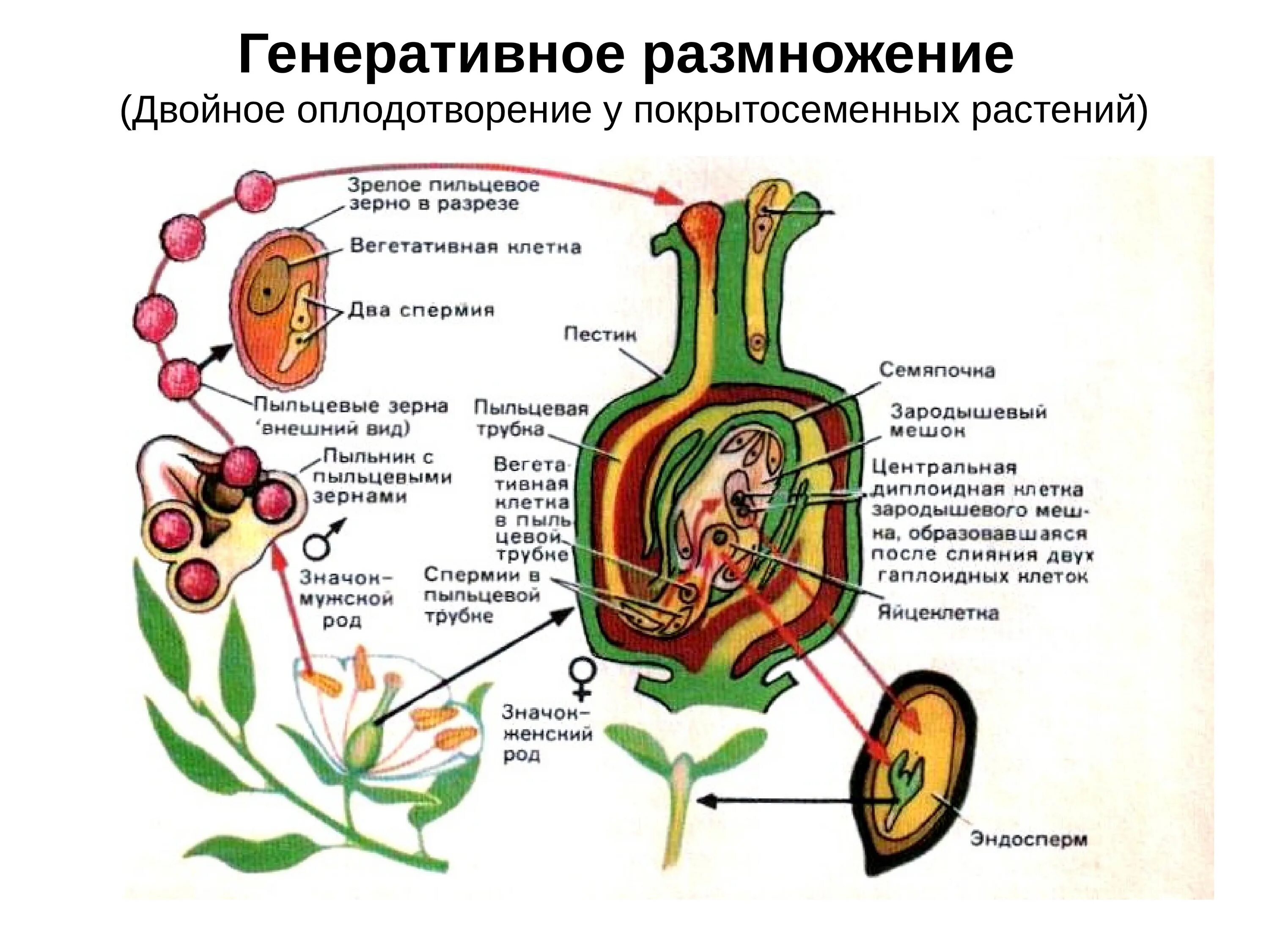 Схема двойного оплодотворения у цветковых растений. Оплодотворение покрытосеменных растений схема. Схема двойного оплодотворения у покрытосеменных растений. C[TVF ldjqyjuj jgkjljndjhtybz e wdtnrjds[ hfcntybq.