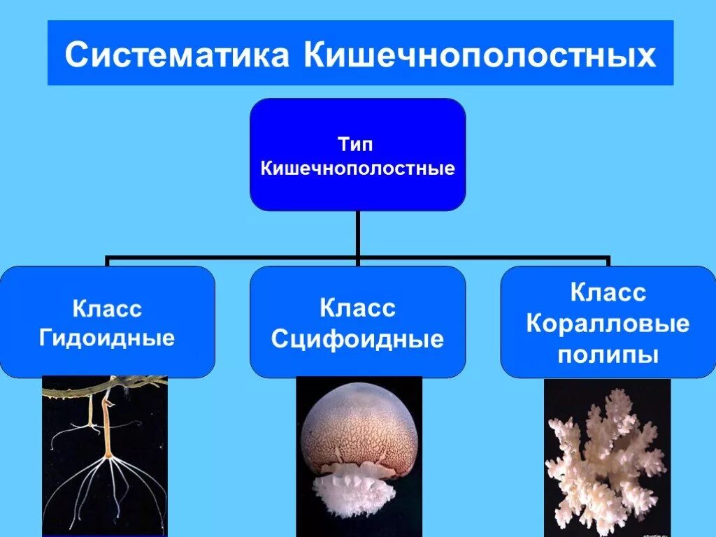 Группы организмов кишечнополостные. Систематика кишечнополостных. Классификация кишечнополостных. Тип Кишечнополостные систематика. Многообразие кишечнополостных.