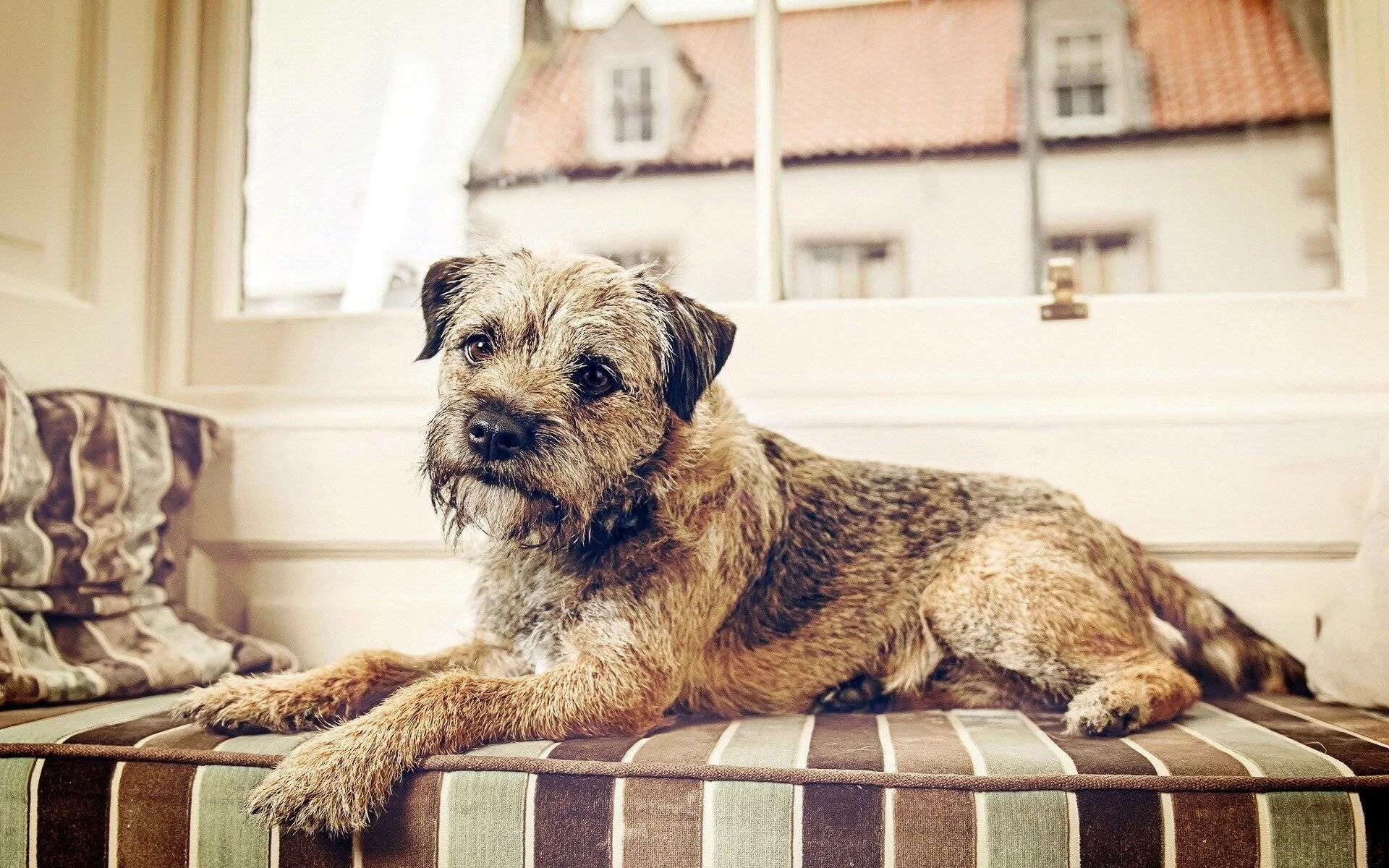 Веселая собака. Картинки щенков. Милые собачки. Двортерьер собака беспородная. Уютная собака.