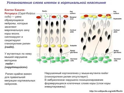Дифференцировка слоев