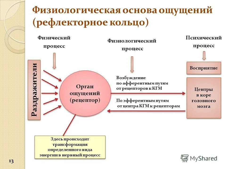 Физиологическая основа процесса восприятия в психологии. Физиологические основы восприятия схема. Возникновение ощущений схема. Физиологический механизм ощущений и восприятия. Перестройка психофизиологических процессов