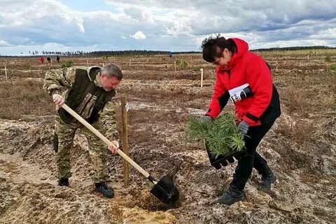 Ковровское лесничество