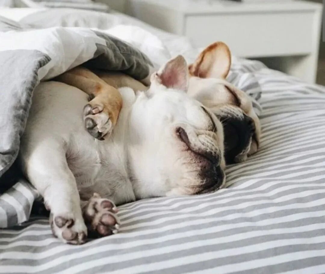 Спящие животные. Милые спящие животные. Кровать для собаки. Спящие собачки.