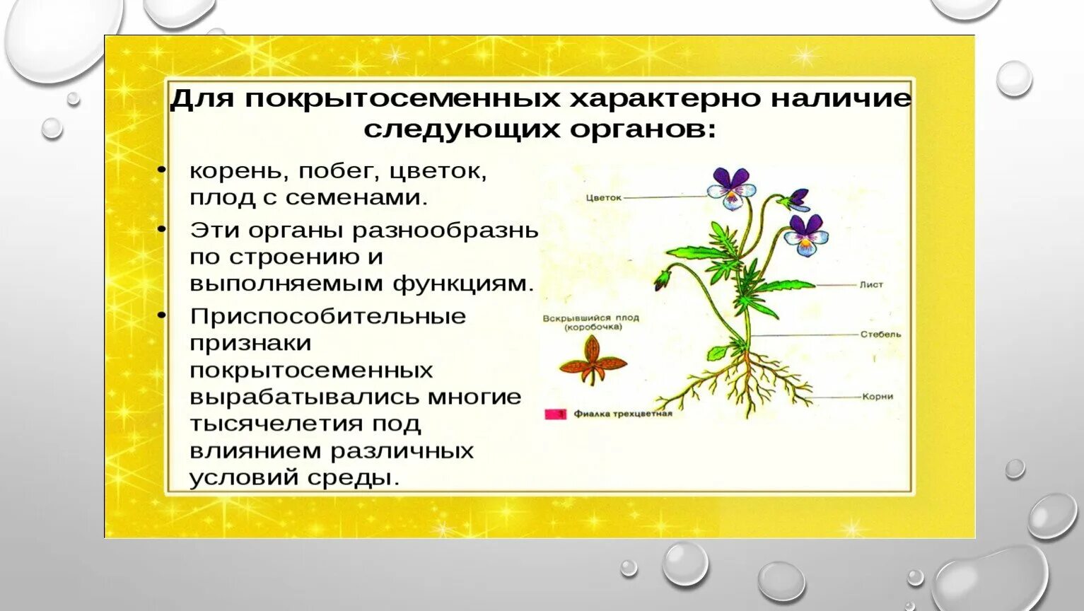 Покрытосеменные цветки плоды семена. Роль покрытосеменных. Роль покрытосеменных в жизни человека. Наличие цветков и плодов у покрытосеменных.