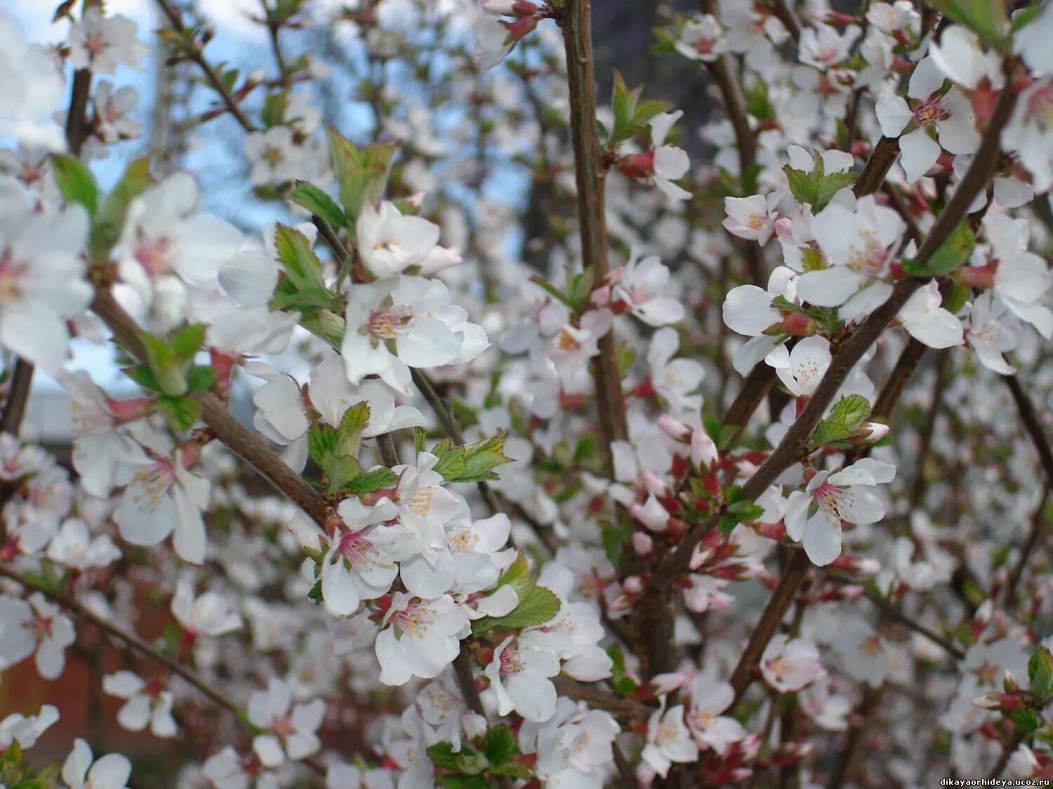 Войлочная вишня после цветения. Вишня войлочная белая. Войлочная вишня Сакура. Войлочная вишня куст. Войлочная вишня цветы.