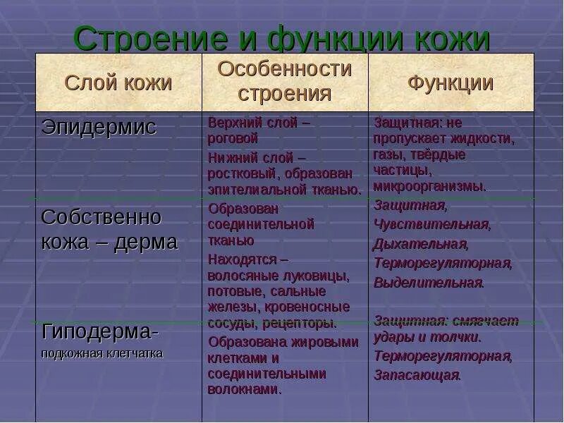 Функции кожи таблица 8 класс биология. Слои кожи строение и функции таблица. Таблица слой кожи особенности строения функции. Строение и функции эпидермиса кожи. Слой кожи особенности строения функции.