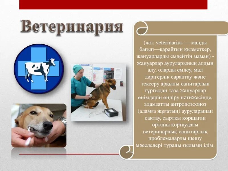 Проект ветеринарных правил. Ветеринарная презентация. Слайд Ветеринария. Слайды по ветеринарии. Проект на тему Ветеринария.