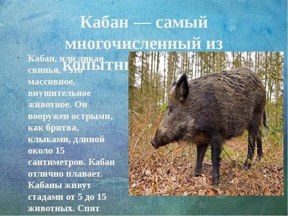 Животные Краснодарского края. Доклад о животных Краснодарского края. Дикие животные Краснодарского края. Дикое животное Краснодарского края. Кабан класс животных