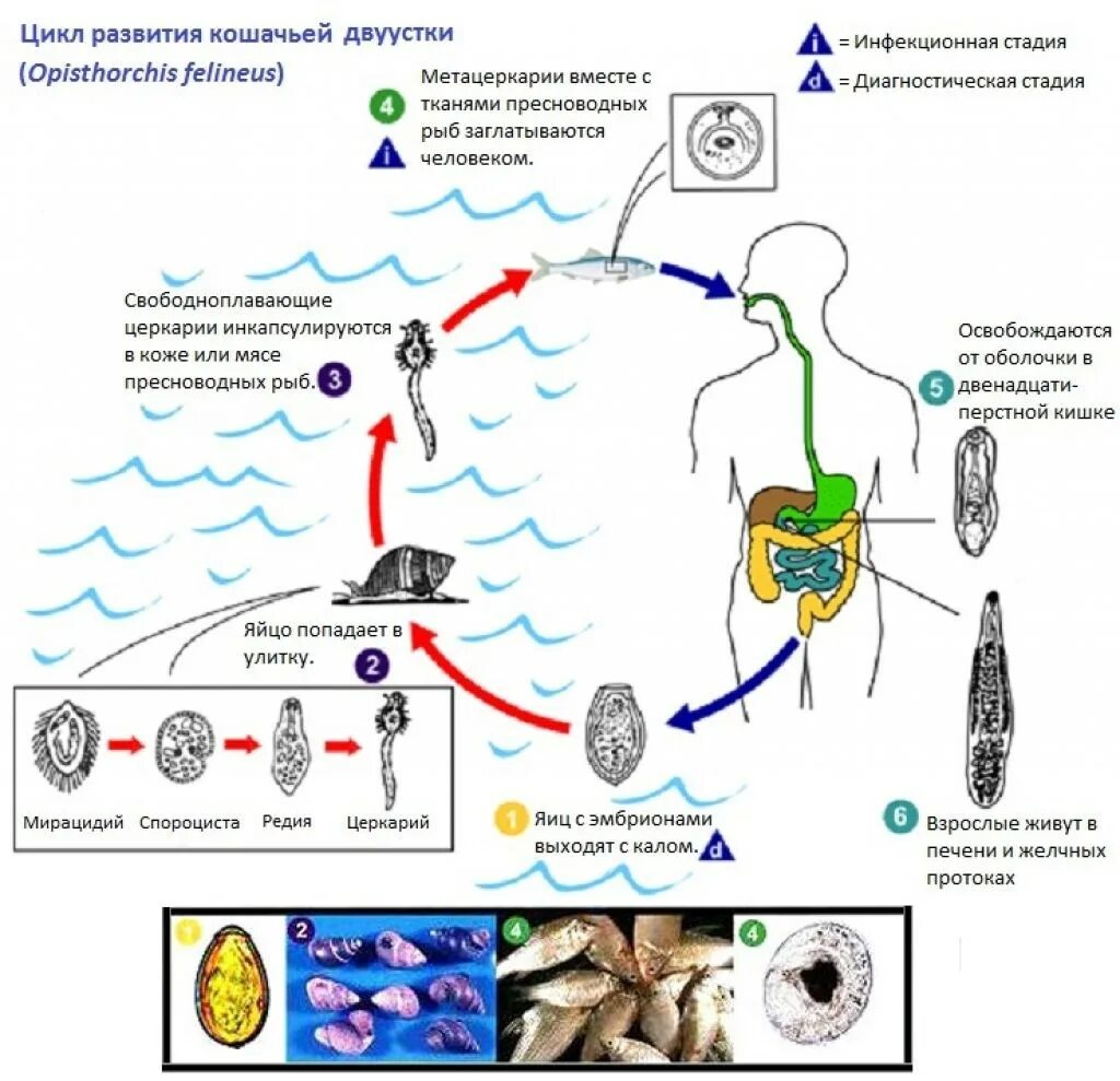Сибирская двуустка жизненный цикл. Жизненный цикл кошачьего сосальщика схема. Кошачий, Сибирский сосальщик жизненный цикл. Жизненный цикл Сибирского сосальщика. Сколько промежуточных хозяев имеет кошачий сосальщик
