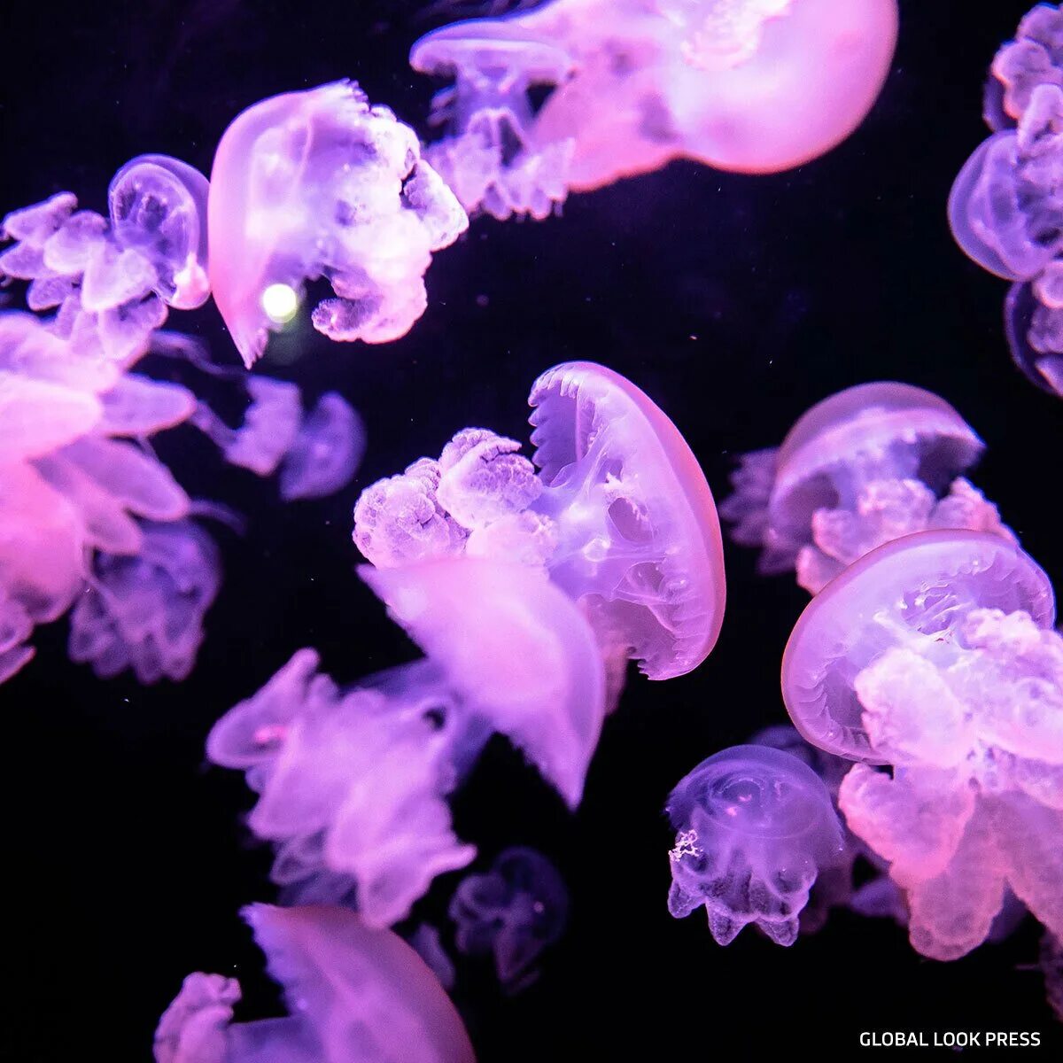 Почему много медуз. Тихоокеанская люминесцентная медуза. Aequorea Victoria (медуза-Кристалл). Светящиеся медузы. Светящаяся медуза.