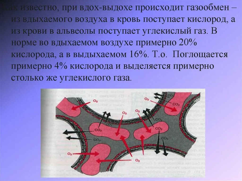 Поступление воздуха в кровь. Газообмен в альвеолах. Газообмен между альвеолами и кровью осуществляется в. Кислород из альвеол поступает в кровь. Поступление воздуха в альвеолы как происходит.