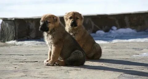 Жігітті алғаш рет қожайынының байлауы туралы порно видео