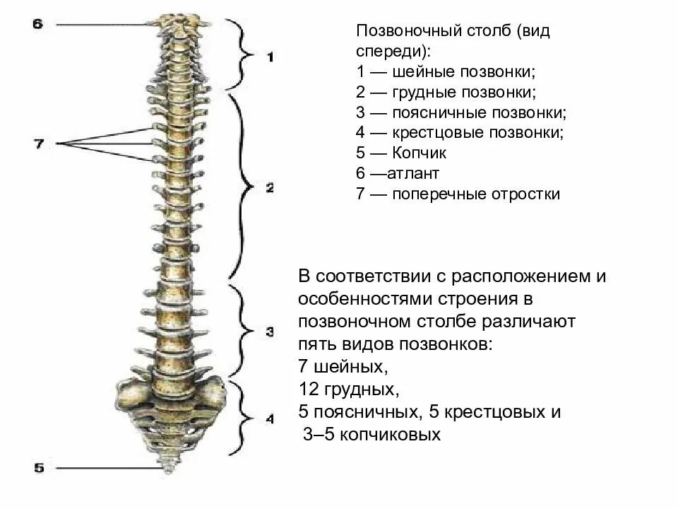 Число позвонков в позвоночном столбе. Позвоночный столб анатомия человека. Позвоночный столб анатомия вид сбоку. Позвоночный столб вид спереди. Грудной отдел позвоночника (12 позвонков) (vertebrae thoracales).