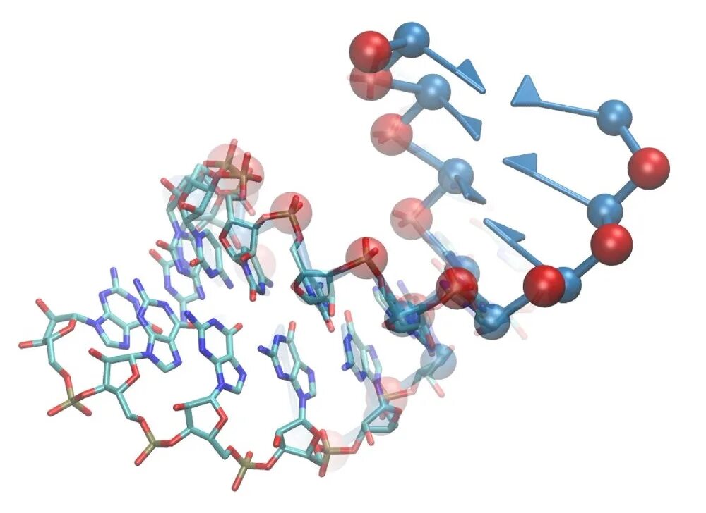 Молекула рибонуклеиновой кислоты. Ribonucleic acid (RNA). Молекула ДНК. Молекула РНК.