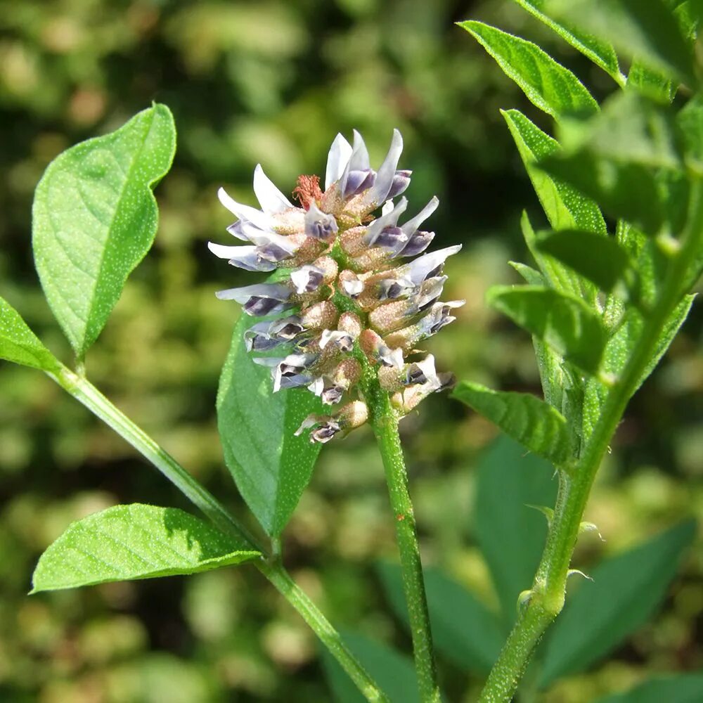 Glycyrrhiza glabra. Лакрица корень солодки. Лакрица Солодка растение. Растения Glycyrrhiza glabra.