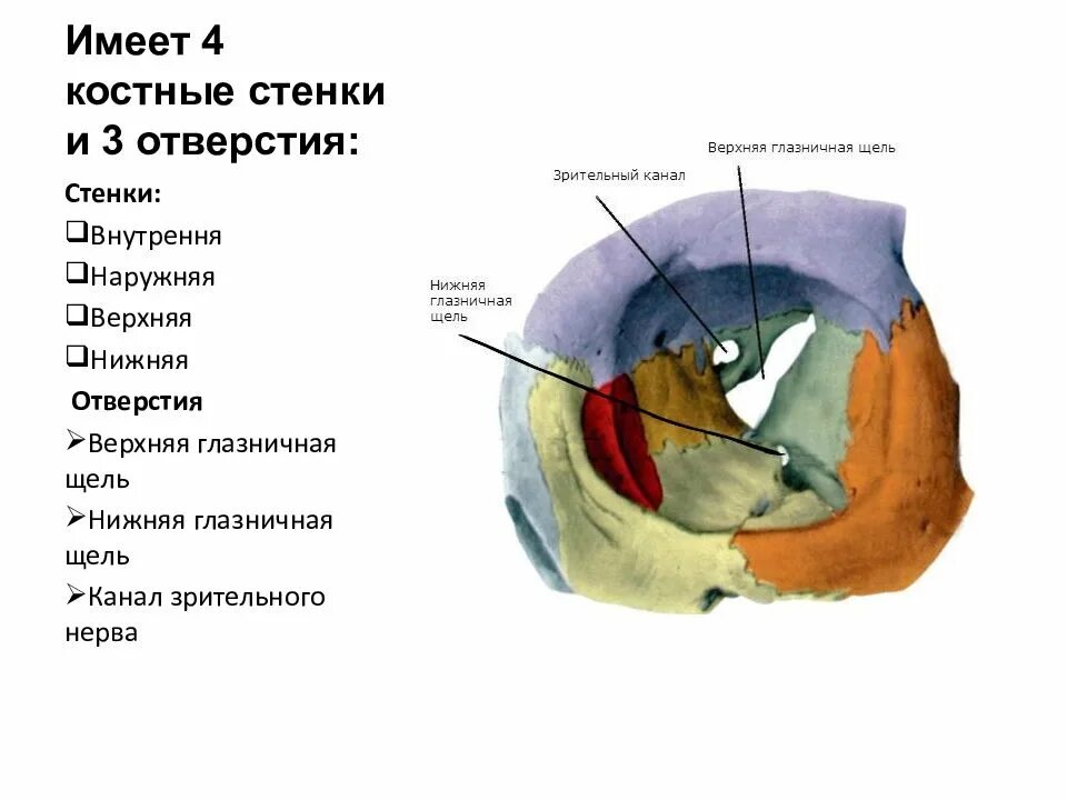 Левой глазницы. Костные стенки глазницы анатомия. Полость глазницы анатомия. Медиальная стенка глазницы анатомия. Череп анатомия верхняя глазничная щель.
