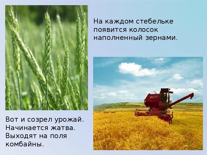 В какое время года убирают хлеб
