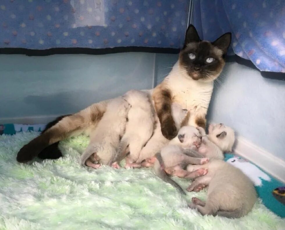 Беременность кошки. Беременная Сиамская кошка. Сиамские котята с рождения. Сиамские котята рождаются.