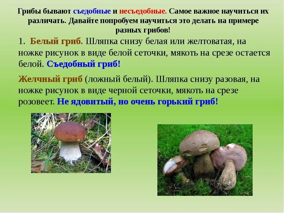 Определение какой гриб. Белый гриб шляпка снизу. грибы: съедобные и несъедобные. съедобные грибы окружающий мир. съедобные грибы 3 класс.