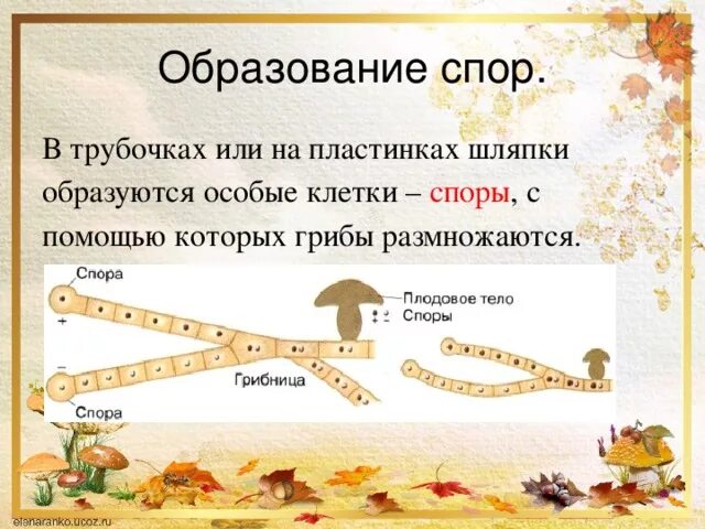 Размножение грибов спорами схема. Строение шляпочного гриба споры. Споры грибов образуются. Бесполое размножение спорообразование примеры. Спора гриба образуется.