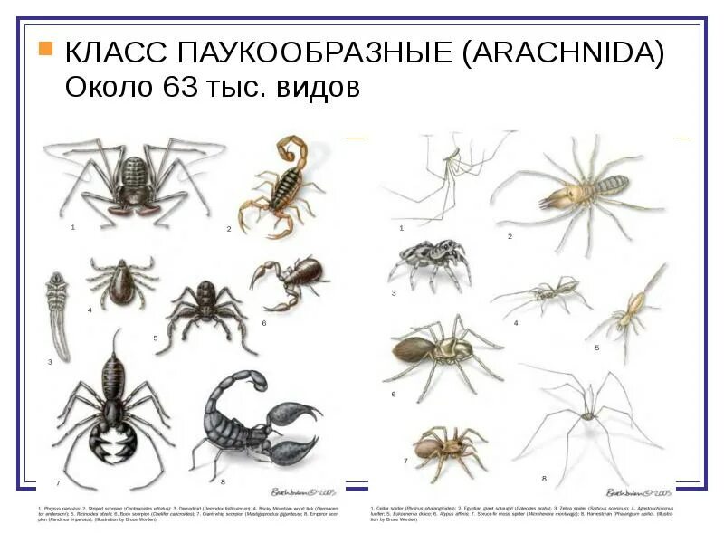 Виды паукообразных. Хелицеровые отряды. представители вида паукообразные. хелицеровые классы отряды представители. многообразие паукообразных.