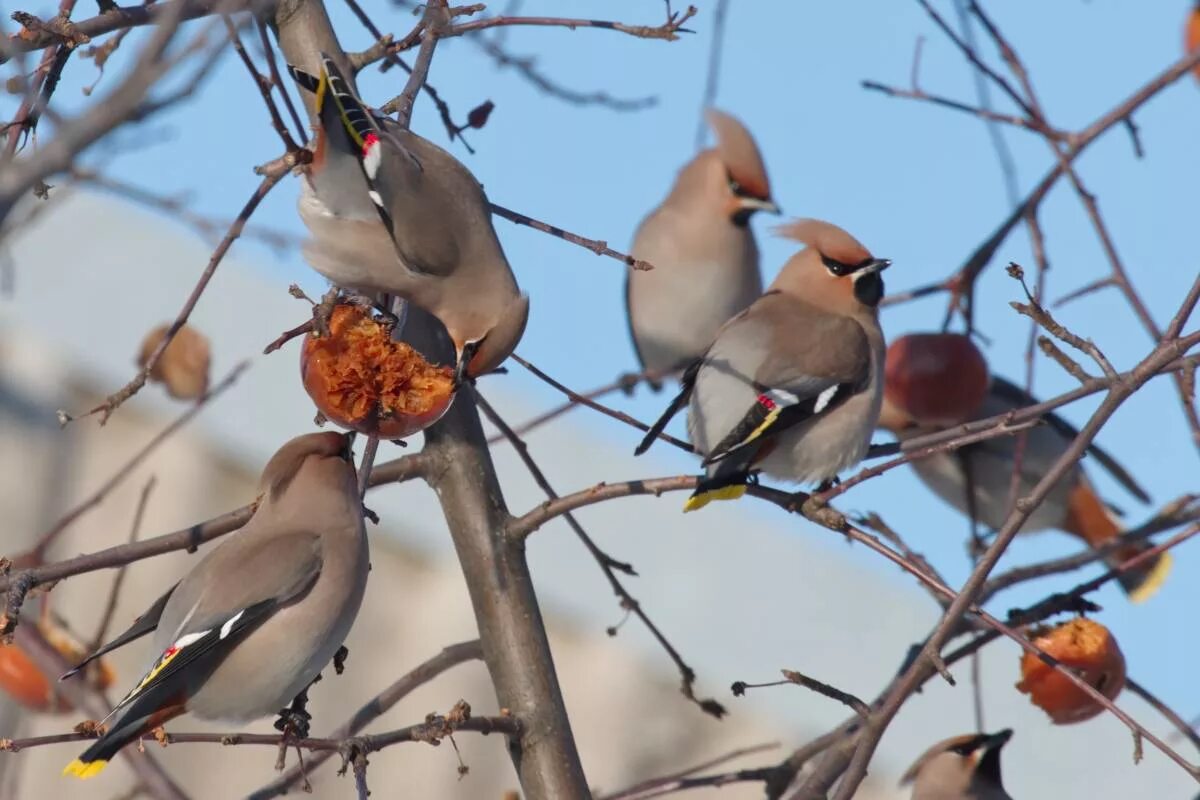 Свиристель обыкновенный (Bombycilla garrulus). Свиристель обыкновенный ‒ Bombycilla garrulus (l., 1758). Свиристель клюет рябину, фото. Свиристели клюют рябину